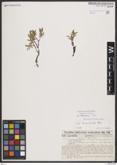 Foto von Salix breviserrata Flod.